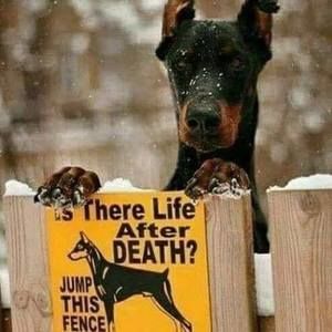 Meet your Posher, Don